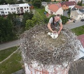 Kroužkování čápů