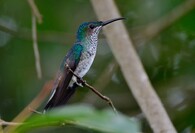 Kolibřík bělokrký