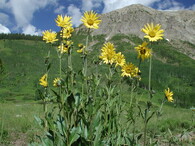 Květiny ve Skalistých horách