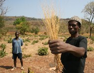 Rosička útlá neboli fonio