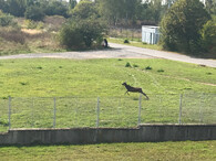 Jelen sika za plotem v Plzni