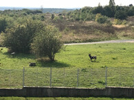 Jelen sika za plotem v Plzni