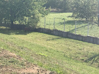 Jelen sika za plotem v Plzni