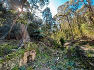 Vakoplch trpasličí 