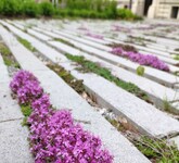 Vegetační chodník