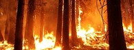 Lesní požár