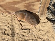 Pytlonoš floridský