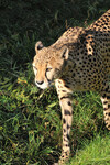 Gepard