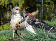 albatros šedohlavý