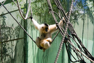 Gibon lar v olomoucké zoo