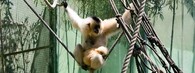 Gibon lar v olomoucké zoo