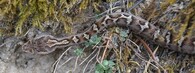 Himalájská zmije Gloydius himalayanus