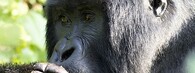 gorila nížinná