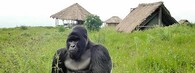 Gorila horská 