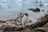 Expedice Greenpeace u břehů Antarktidy