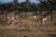 Gazely Grantovy v Ol Pejetě