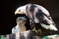 Orel a mládětem hadilova písaře