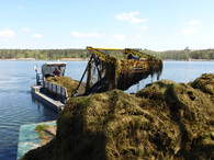 Harvester sklízí biomasu na Boleváku