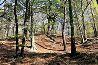 krušnohorské bučiny