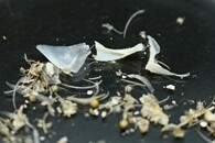 hlaváč černoústý kosti