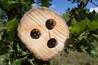 hmyzí past v lomu Mokrá