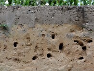 nory břehulí říčních a včel samotářek