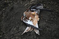 otrávený luňák na Hodonínsku