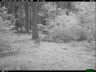 Vlk vyfocený fotopastí u obce Hohwald