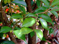 Hongkongský kadidlovník