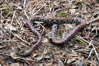 hroznýšovec duhový