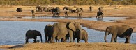 Sloní stádo v přírodní rezervaci Hwange v Zimbabwe