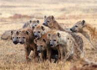 hyena skvrnitá