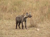 Hyena skvrnitá