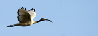 Ibis posvátný