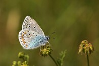 Modrásek jehlicový