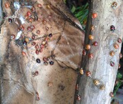 slunéčka východní