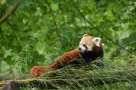 Panda červená 