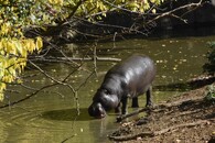 Hrošík liberijský