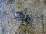 střevlík mřížkovaný