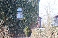 dům porostlý břečťanem