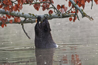 Bobor v ramene Hrona