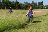 Hvozdík písečný český