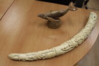 Zabavené předměty CITES 