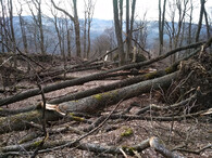 přírodní rezervace Rabštejn polom kalamita dub 
