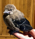 Ořešník kropenatý