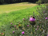 Čmelák opyluje pcháč