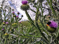 Čmelák opyluje pcháč