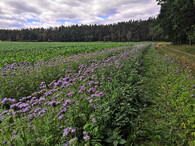 Svazenka vratičolistá