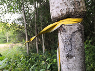 popruh škrtící strom