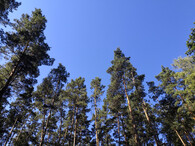 Světlý borový les